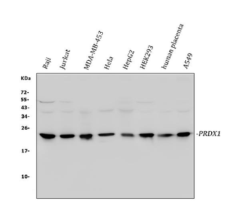 Peroxiredoxin 1/PRDX1 Rabbit Polyclonal Antibody