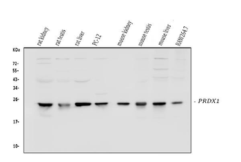 Peroxiredoxin 1/PRDX1 Rabbit Polyclonal Antibody