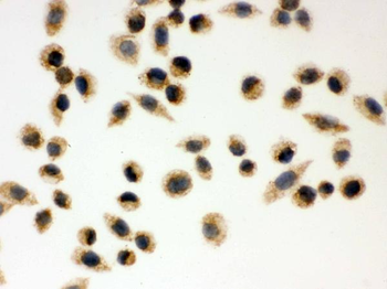 Peroxiredoxin 3/PRDX3 Rabbit Polyclonal Antibody