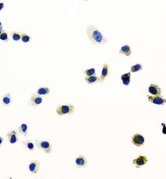Peroxiredoxin 6/PRDX6 Rabbit Polyclonal Antibody