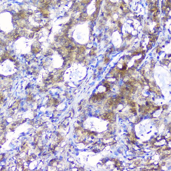 Peroxiredoxin 6/PRDX6 Rabbit Polyclonal Antibody