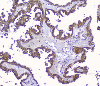 Peroxiredoxin 6/PRDX6 Rabbit Polyclonal Antibody