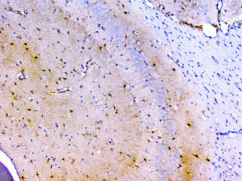 Peroxiredoxin 6/PRDX6 Rabbit Polyclonal Antibody