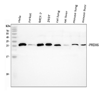 Peroxiredoxin 6/PRDX6 Rabbit Polyclonal Antibody
