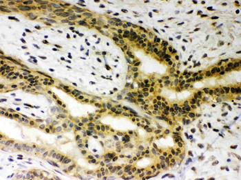SIRT6 Rabbit Polyclonal Antibody
