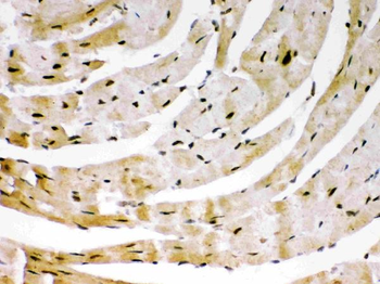 SIRT6 Rabbit Polyclonal Antibody