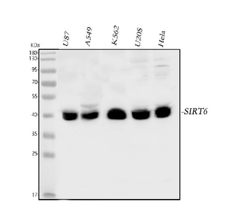 SIRT6 Rabbit Polyclonal Antibody