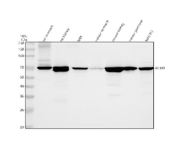AIF/AIFM1 Rabbit Polyclonal Antibody