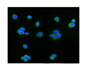 AIF/AIFM1 Rabbit Polyclonal Antibody