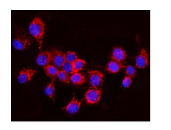 AIF/AIFM1 Rabbit Polyclonal Antibody