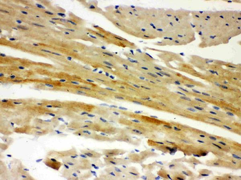 AIF/AIFM1 Rabbit Polyclonal Antibody