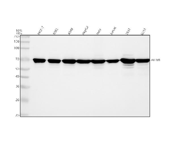 AIF/AIFM1 Rabbit Polyclonal Antibody