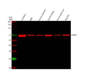 AIF/AIFM1 Rabbit Polyclonal Antibody