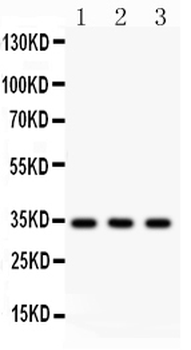 Caspase-7/CASP7 Rabbit Polyclonal Antibody