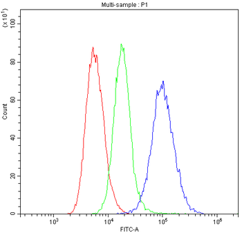 HLA-C/HLA Rabbit Polyclonal Antibody