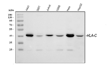HLA-C/HLA Rabbit Polyclonal Antibody