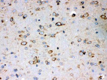Peroxiredoxin 4/PRDX4 Rabbit Polyclonal Antibody