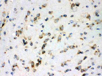 Peroxiredoxin 4/PRDX4 Rabbit Polyclonal Antibody
