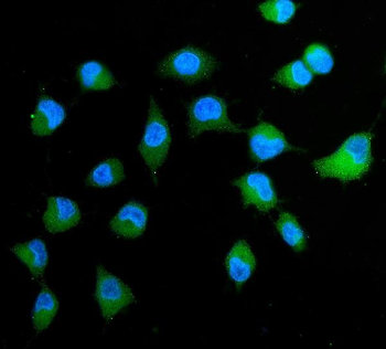 Peroxiredoxin 4/PRDX4 Rabbit Polyclonal Antibody