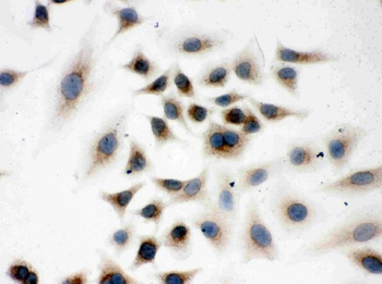Peroxiredoxin 4/PRDX4 Rabbit Polyclonal Antibody