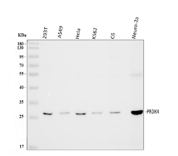 Peroxiredoxin 4/PRDX4 Rabbit Polyclonal Antibody