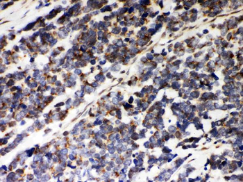 Peroxiredoxin 5/PRDX5 Rabbit Polyclonal Antibody