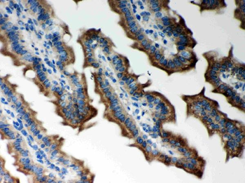 Peroxiredoxin 5/PRDX5 Rabbit Polyclonal Antibody