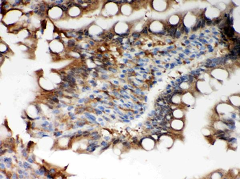 Peroxiredoxin 5/PRDX5 Rabbit Polyclonal Antibody