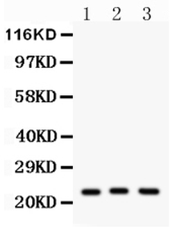 Peroxiredoxin 5/PRDX5 Rabbit Polyclonal Antibody