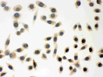 Peroxiredoxin 5/PRDX5 Rabbit Polyclonal Antibody