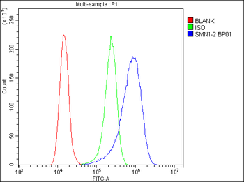 SMN1/2 Rabbit Polyclonal Antibody