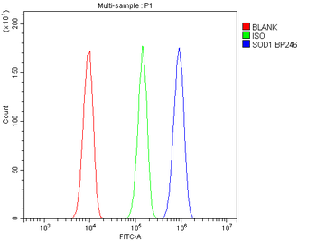 Superoxide Dismutase 1/SOD1 Rabbit Polyclonal Antibody