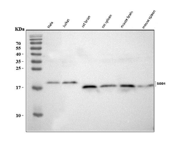 Superoxide Dismutase 1/SOD1 Rabbit Polyclonal Antibody