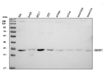 SF2/SRSF1 Rabbit Polyclonal Antibody