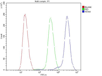 Ataxin 1/ATXN1 Rabbit Polyclonal Antibody