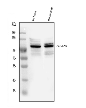Ataxin 1/ATXN1 Rabbit Polyclonal Antibody