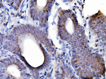 Cyclin A2/CCNA2 Rabbit Polyclonal Antibody