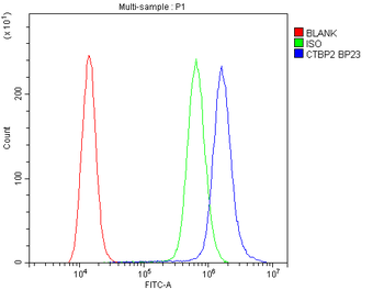 CTBP2 Rabbit Polyclonal Antibody