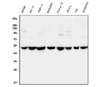 CTBP2 Rabbit Polyclonal Antibody
