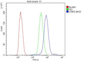 CTBP2 Rabbit Polyclonal Antibody