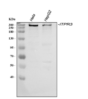 ITPR3 Rabbit Polyclonal Antibody