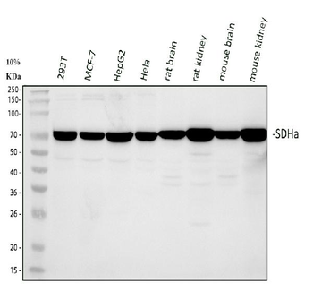 SDHA Rabbit Polyclonal Antibody