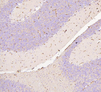 Glucose Transporter GLUT1/SLC2A1 Rabbit Polyclonal Antibody