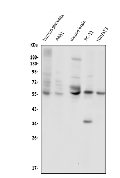 Glucose Transporter GLUT1/SLC2A1 Rabbit Polyclonal Antibody