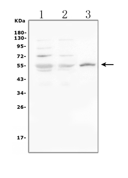 Glucose Transporter GLUT1/SLC2A1 Rabbit Polyclonal Antibody