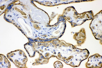 Glucose Transporter GLUT1/SLC2A1 Rabbit Polyclonal Antibody