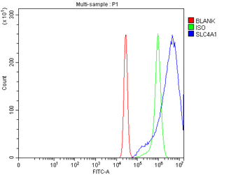 SLC4A1/CD233/Band 3 Rabbit Polyclonal Antibody