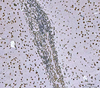 SNRPN Rabbit Polyclonal Antibody