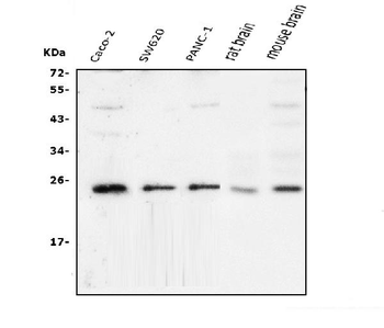 mtTFA/TFAM Rabbit Polyclonal Antibody