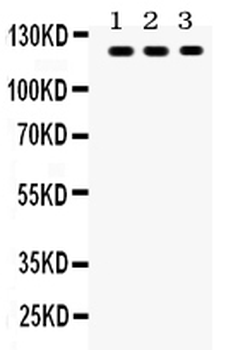 TLR7 Rabbit Polyclonal Antibody